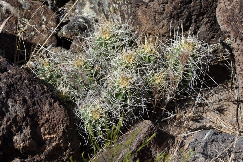 Echinocereus mojavensis, USA, Utah, Washington Co.