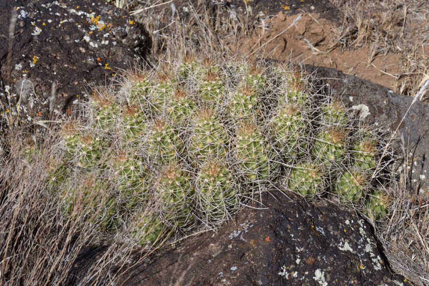 Echinocereus mojavensis, USA, Utah, Washington Co.