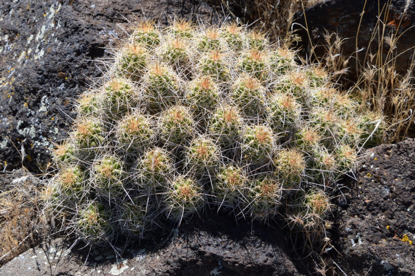 Echinocereus mojavensis, USA, Utah, Washington Co.
