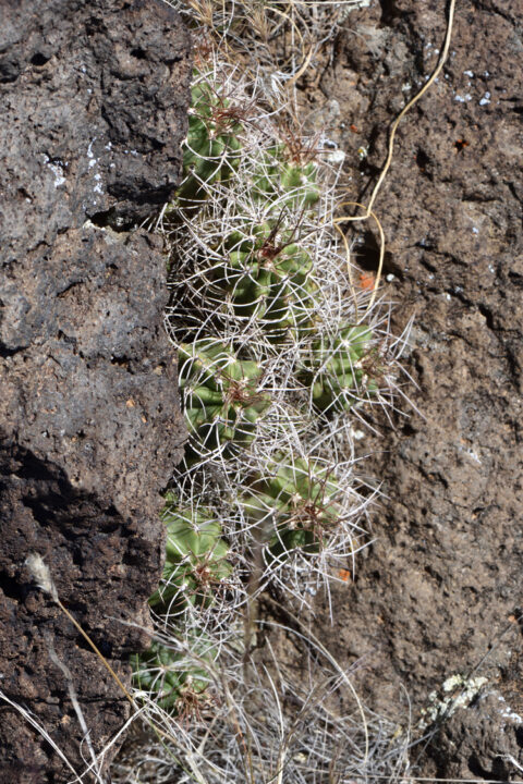 Echinocereus mojavensis, USA, Utah, Washington Co.