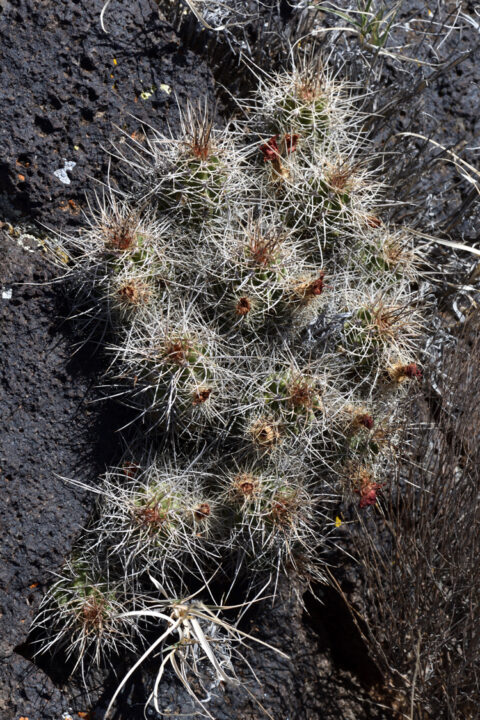 Echinocereus mojavensis, USA, Utah, Washington Co.