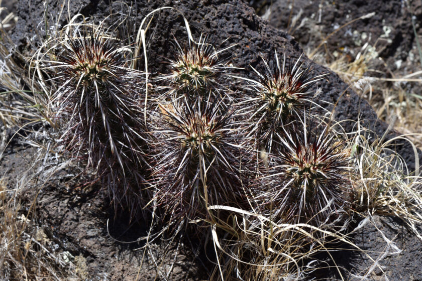 Echinocereus relictus, USA, Utah, Washington Co.