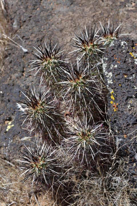 Echinocereus relictus, USA, Utah, Washington Co.