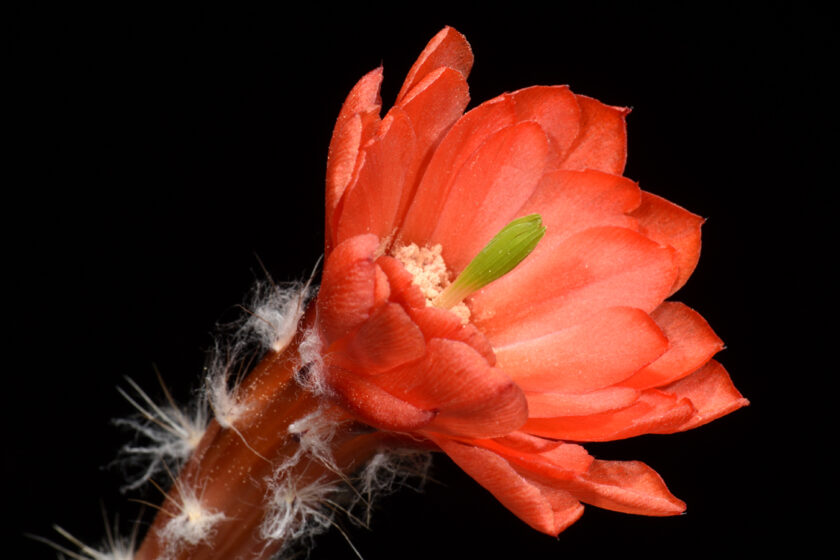 Echinocereus huitcholensis fa. plomosos, Mexico, Sinaloa, Jesus Maria